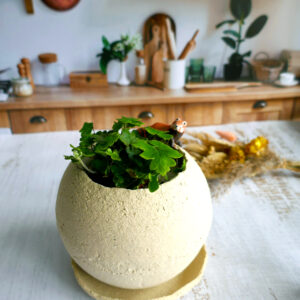 Grand Planter rond + coupelle Renard - Collection Habitée